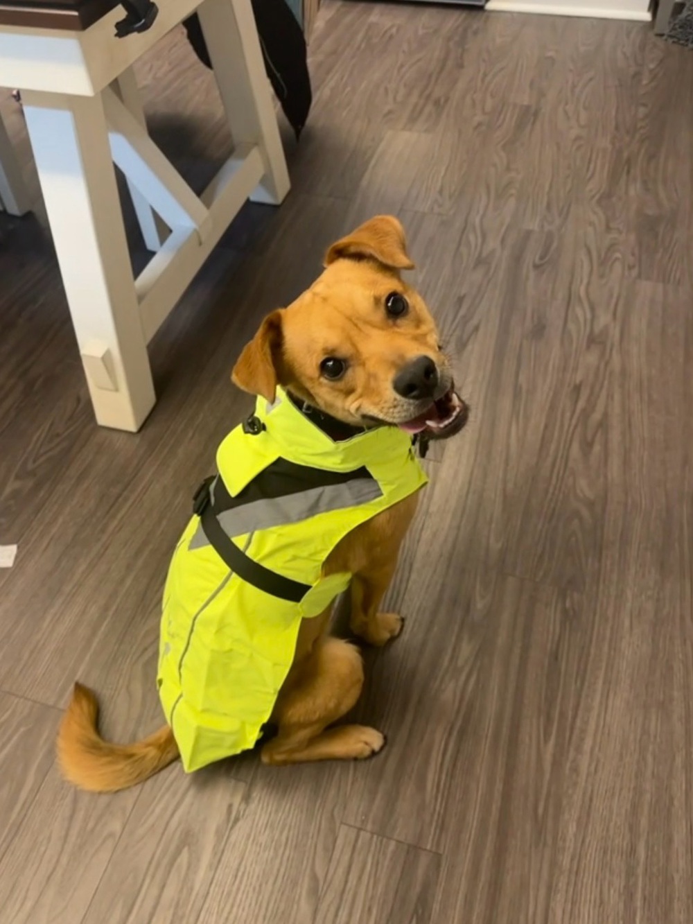 Reflective High-Visibility Yellow Buckled Dog Rain Coat by Dog-opal